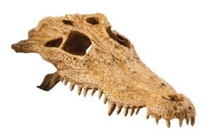 Crocodile Skull Hide for Reptiles by Exo Terra