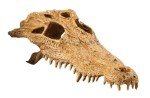 Crocodile Skull Hide for Reptiles by Exo Terra