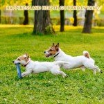 Jasonwell Durable Dog Teething Toys & Chew Rope