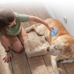 Self-Cleaning Cat Brush for Shedding and Grooming