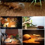 Coconut Fiber Reptile Carpet Mat for Terrariums