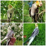 Adjustable Bird Harness and Leash for Parrots