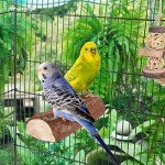 Niteangel Wooden Bird Perch for Parrot Cages