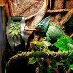 Chameleon Drinking Fountain with Feeding Tools for Reptiles