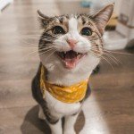 Cat Ear Cleaner Wipes - 100 Ultra Soft Pads