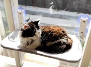 Cozy Foldable Cat Window Hammock Perch 50x30cm