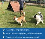 Interactive Flirt Pole Toy for Dog Play Fun