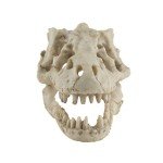 Skull Hideout for Reptiles and Fish Tanks