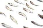 Grain-Free Forage Fish Dog Treats for Training