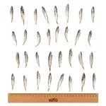 Grain-Free Forage Fish Dog Treats for Training