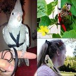 Adjustable Bird Harness and Leash for Parrots