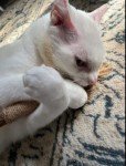 3-Pack Catnip Chew Stick Toys for Cats