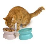 Kitty City Elevated Cat Food and Water Bowl