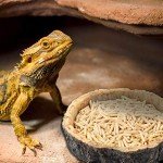 CalPalmy 2-Pack Reptile Food and Water Bowls
