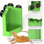 AIMALL Dual-Size Suction Cup Insect Feeder