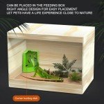 AIMALL Dual-Size Suction Cup Insect Feeder