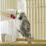 10 Bird Cage Food Clips for Parrots & More
