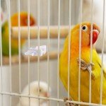 10 Bird Cage Food Clips for Parrots & More