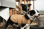 Carhartt Insulated Dog Chore Coat - Brown/Brass