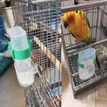 Automatic Bird Water Dispenser & Feeder Set