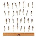 Grain Free Forage Fish Dog Chews - 200g
