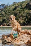 Grain Free Forage Fish Dog Chews - 200g