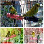 3pcs Bird Perch Set for Parrots and Conures
