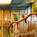 Wooden Bird Perch Set for Parrots & Budgies