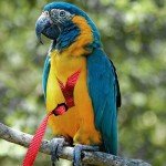 Adjustable Outdoor Bird Leash for Parrots & Poultry