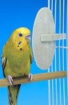 Natural Flavored Cuttlebone for Birds - 2 Pack
