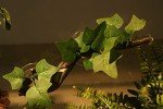 AQUA KT Reptile Corner Branch Plant Decoration