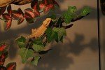 AQUA KT Reptile Corner Branch Plant Decoration