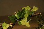 AQUA KT Reptile Corner Branch Plant Decoration
