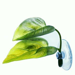 Betta Fish Leaf Pad for Spawning and Resting