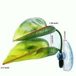 Betta Fish Leaf Pad for Spawning and Resting