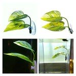 Betta Fish Leaf Pad for Spawning and Resting