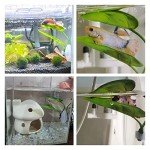 Betta Fish Leaf Pad for Spawning and Resting