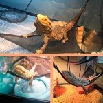 Bearded Dragon Hammock Set - Breathable Mesh