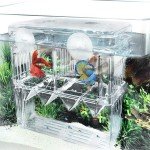 Acrylic Fish Isolation Box for Breeding and Acclimation