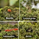 Sukh Sphagnum Moss for Reptile Habitats - 3oz