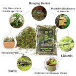 Sukh Sphagnum Moss for Reptile Habitats - 3oz