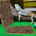 2PCS Cork Bark for Reptiles and Terrariums