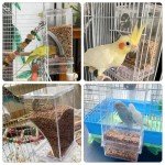 No-Mess Transparent Bird Feeder for Small Birds