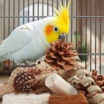 Natural Foraging Box for Small to Medium Birds