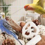 Natural Foraging Box for Small to Medium Birds