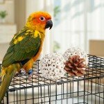 Natural Foraging Box for Small to Medium Birds