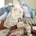 Natural Foraging Box for Small to Medium Birds