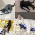 Mumoo Bear 3-Pack Interactive Catnip Fish Toys