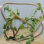 Lizard Climbing Vine with Suction Cups - 2m Long