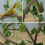 Lizard Climbing Vine with Suction Cups - 2m Long